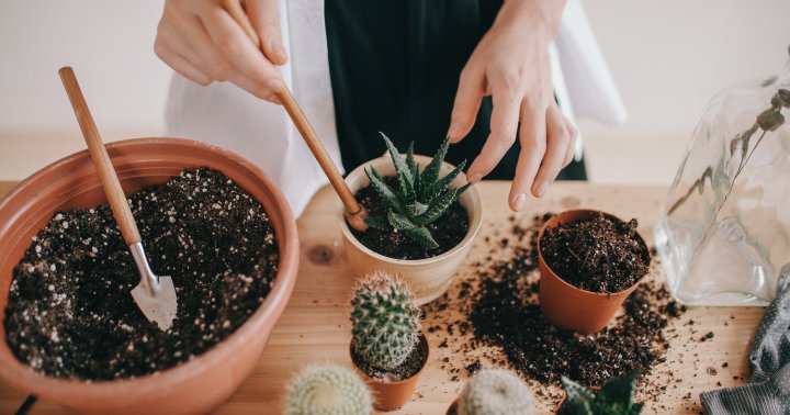 always-kill-succulents?-it's-probably-a-soil-issue-—-here's-what-to-know