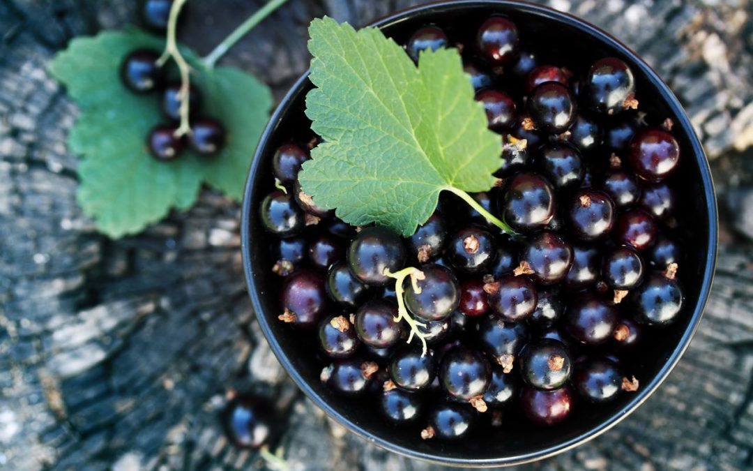 currant:-health-benefits,-nutritional-facts,-and-side-effects