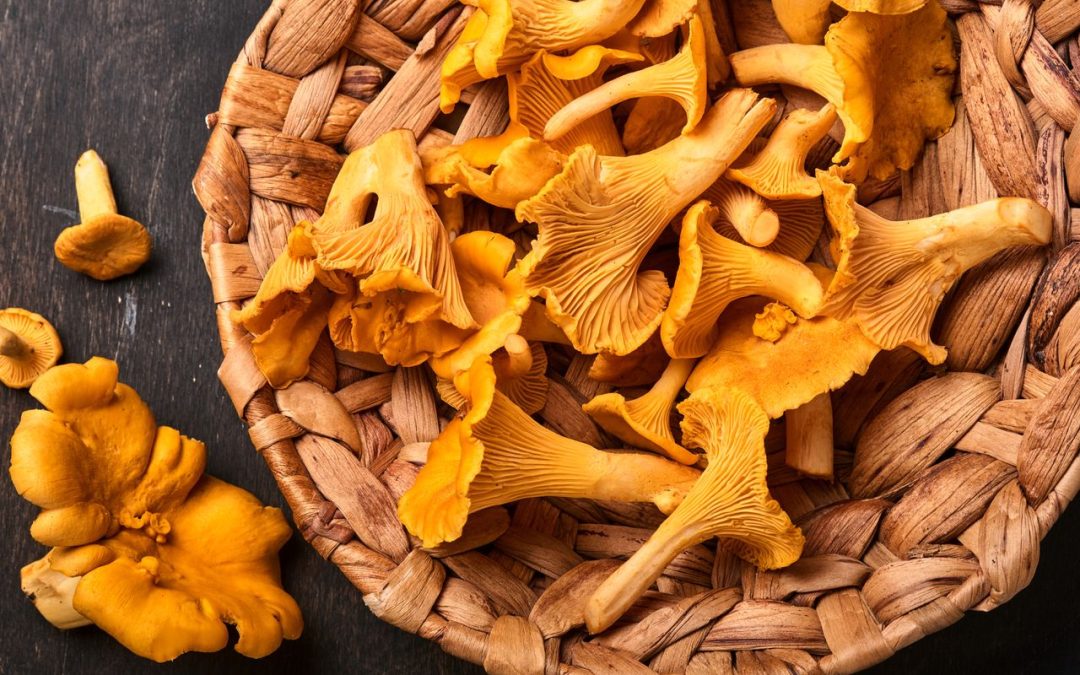 chanterelle-mushroom:-the-wild-and-edible-mushroom