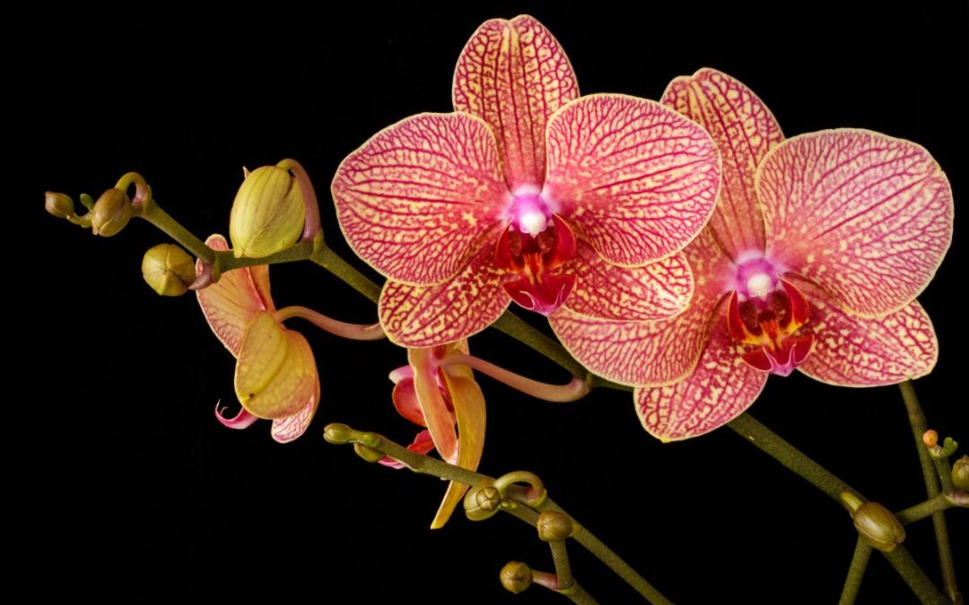 love-orchids?-here's-what-they-mean-spiritually-&-how-to-take-care-of-them