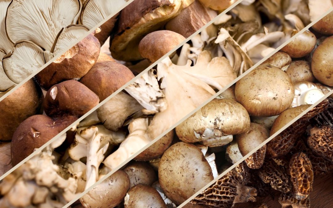 this-underrated-mushroom-is-packed-with-functional-health-benefits