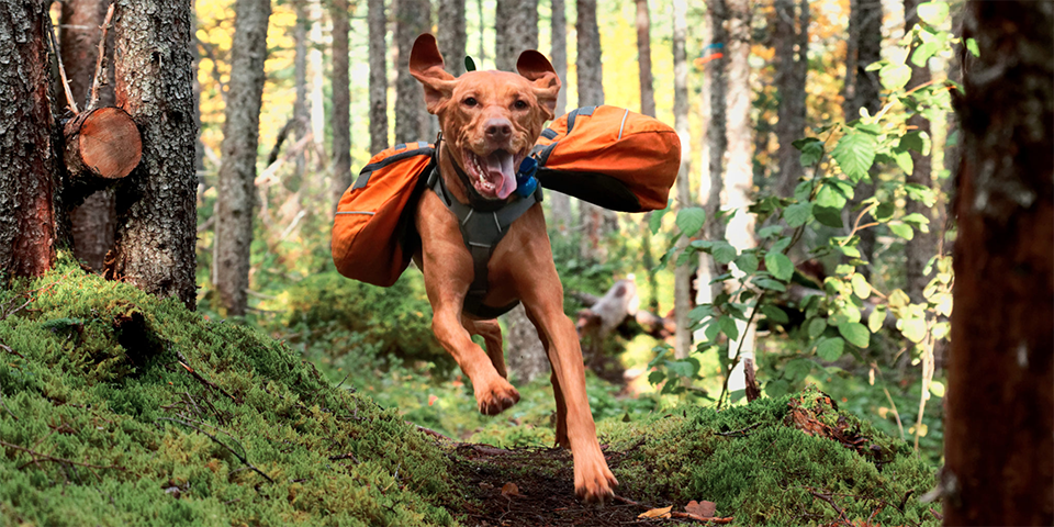 Want Your Dog To Hike With You? Try These 10 Must-Have Items