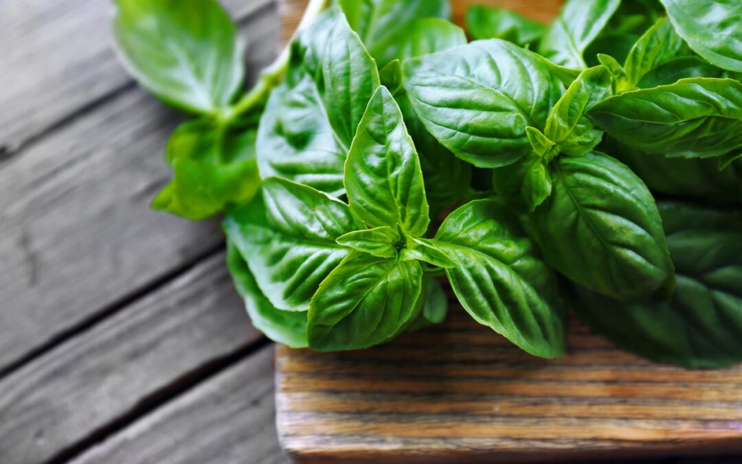 Basil Leaves: An Anti-Inflammatory Superfood- HealthifyMe