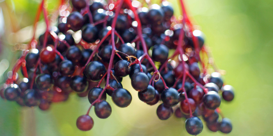 elderberry:-the-all-natural,-immune-boosting-superfood